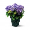 Blue Hydrangea